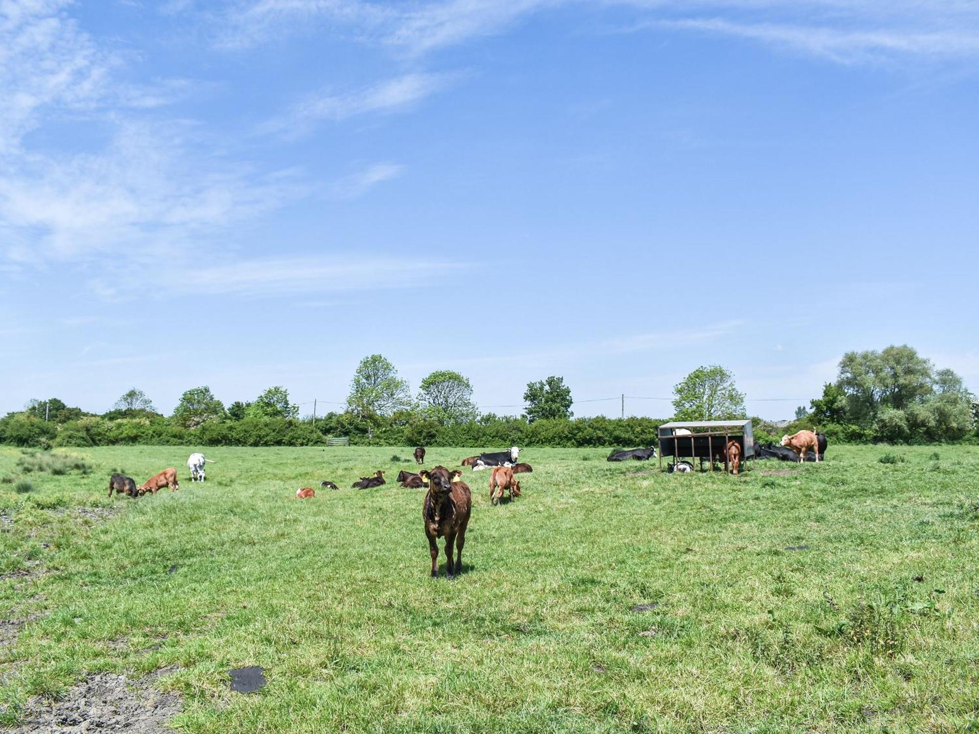 אילי Green Acre Farm מראה חיצוני תמונה